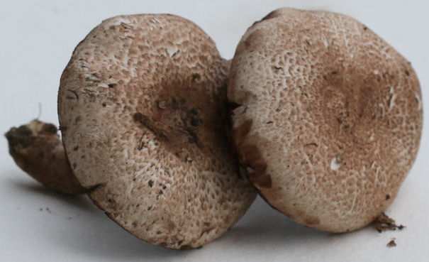 agaricus haemorroidarius