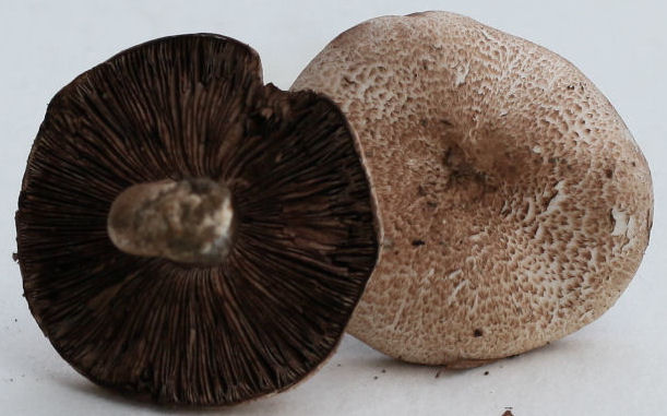 agaricus haemorroidarius