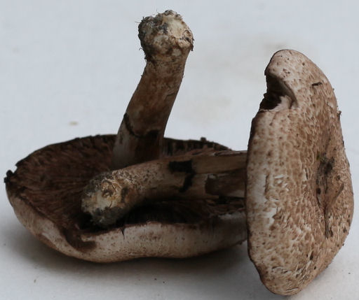 agaricus haemorroidarius