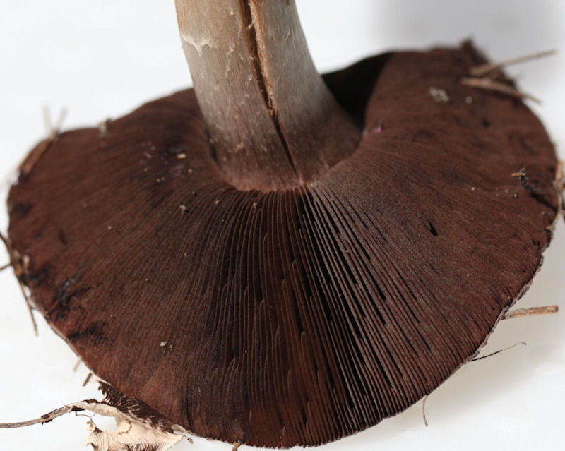 agaricus silvaticus