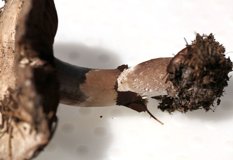 agaricus silvaticus
