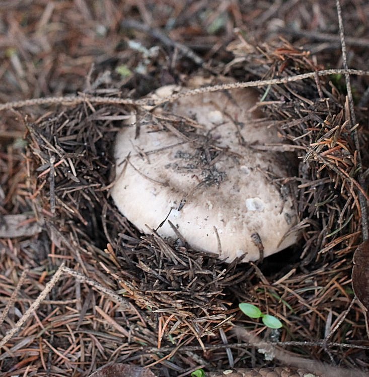 Agaricus silvaticus