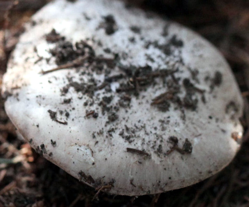 agaricus silvaticus
