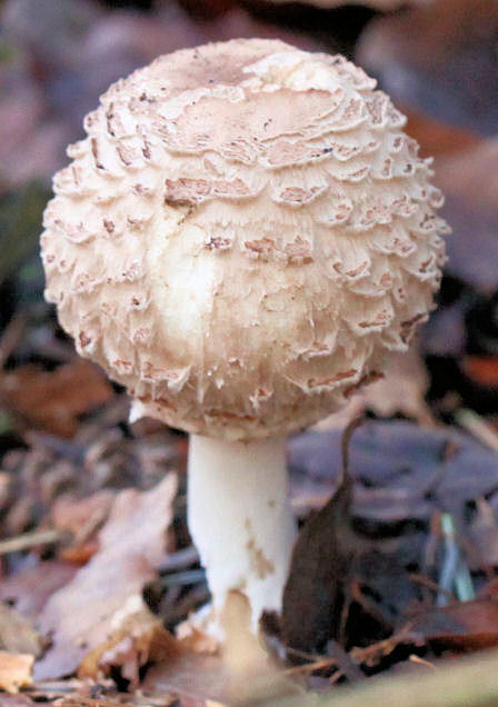 Chlorophyllum rhacodes