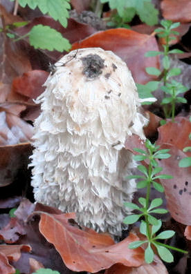 Coprinus comatus