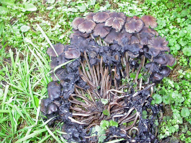 coprinus micaceus