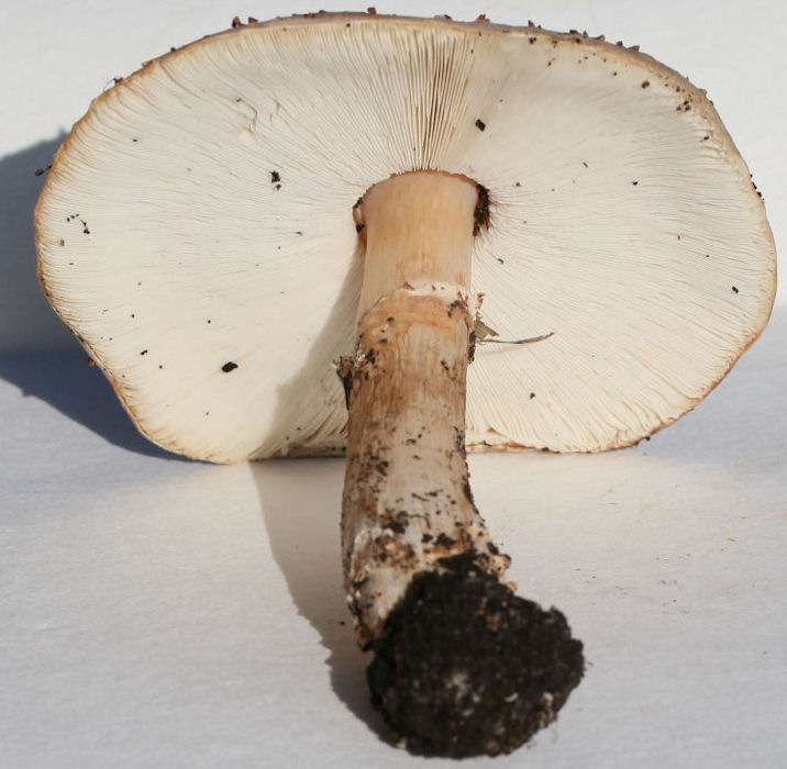 Lepiota acutesquamosa