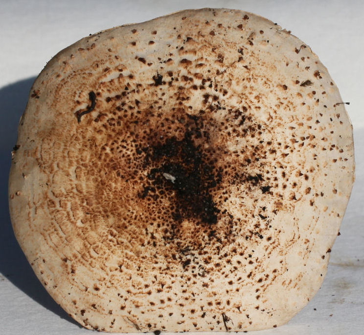 Lepiota acutesquamosa