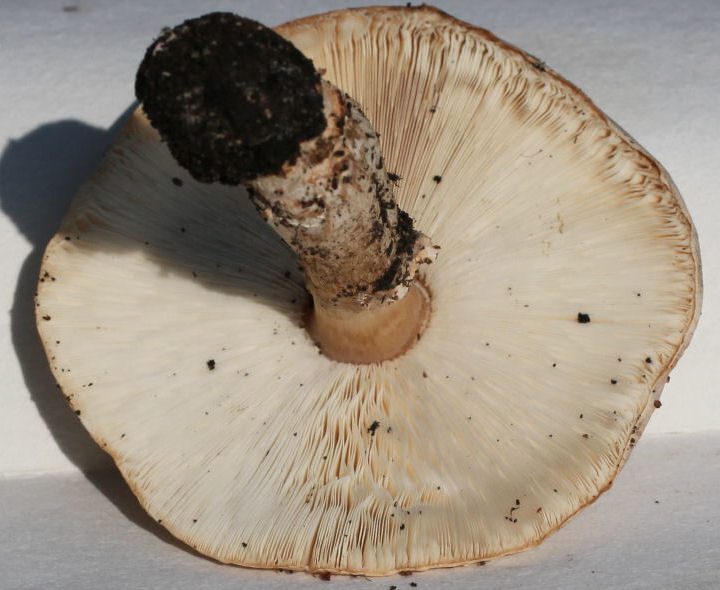Lepiota acutesquamosa