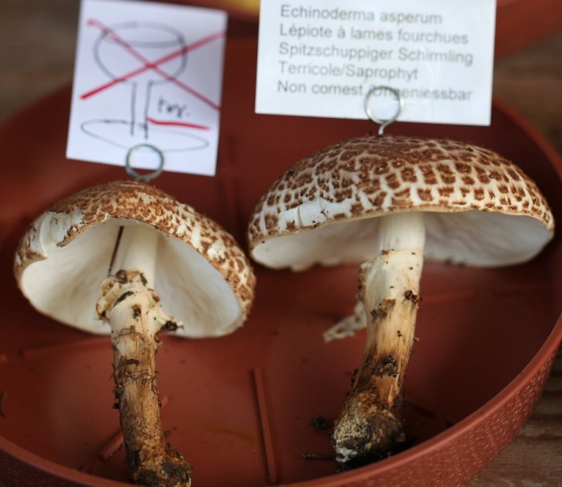 echinoderma asperum