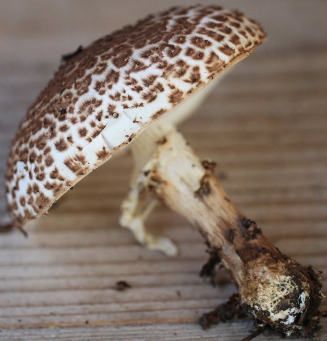 echinoderma asperum