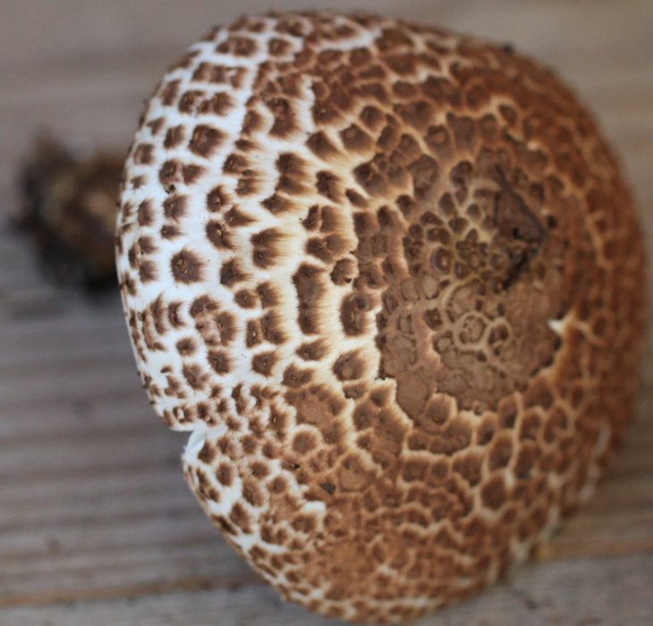 echinoderma asperum