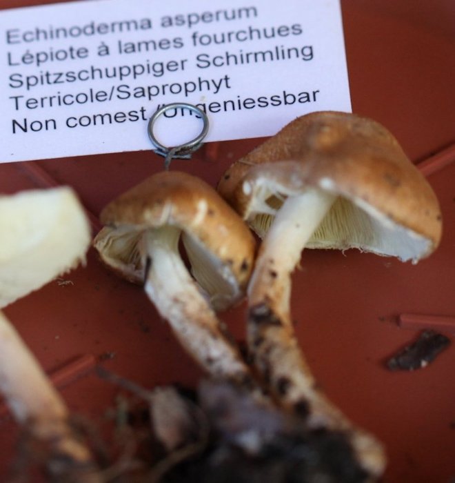 echinoderma asperum