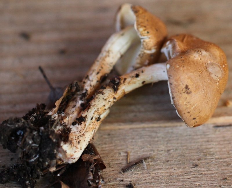 echinoderma asperum