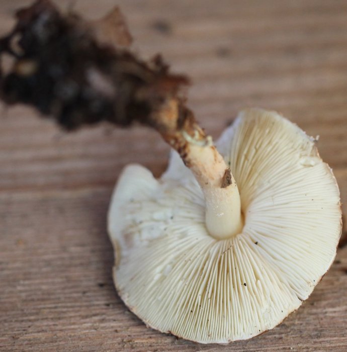 echinoderma asperum