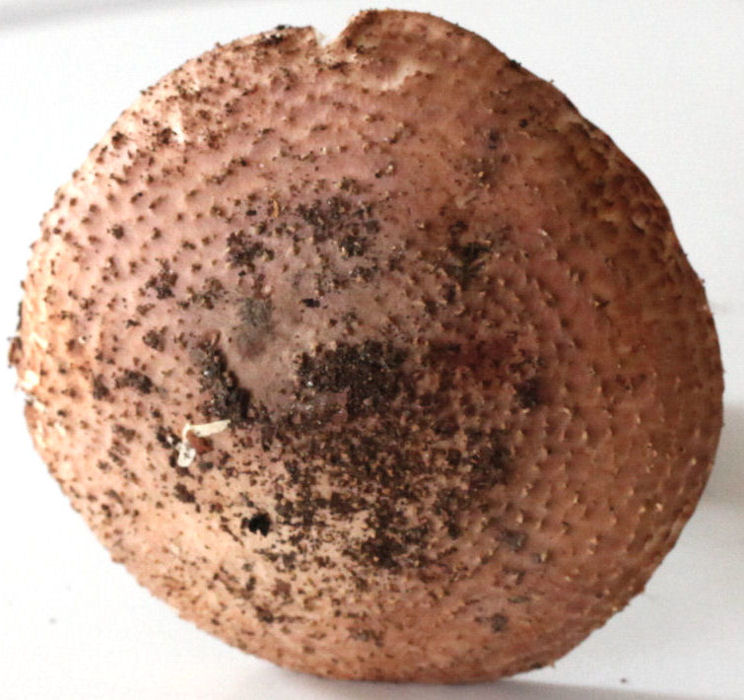 echinoderma aspera