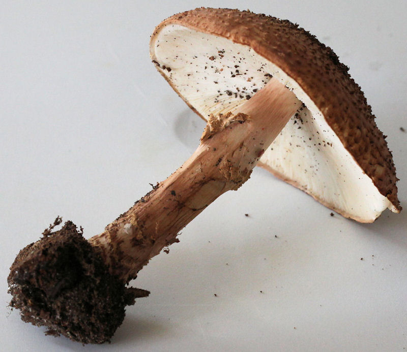 echinoderma aspera