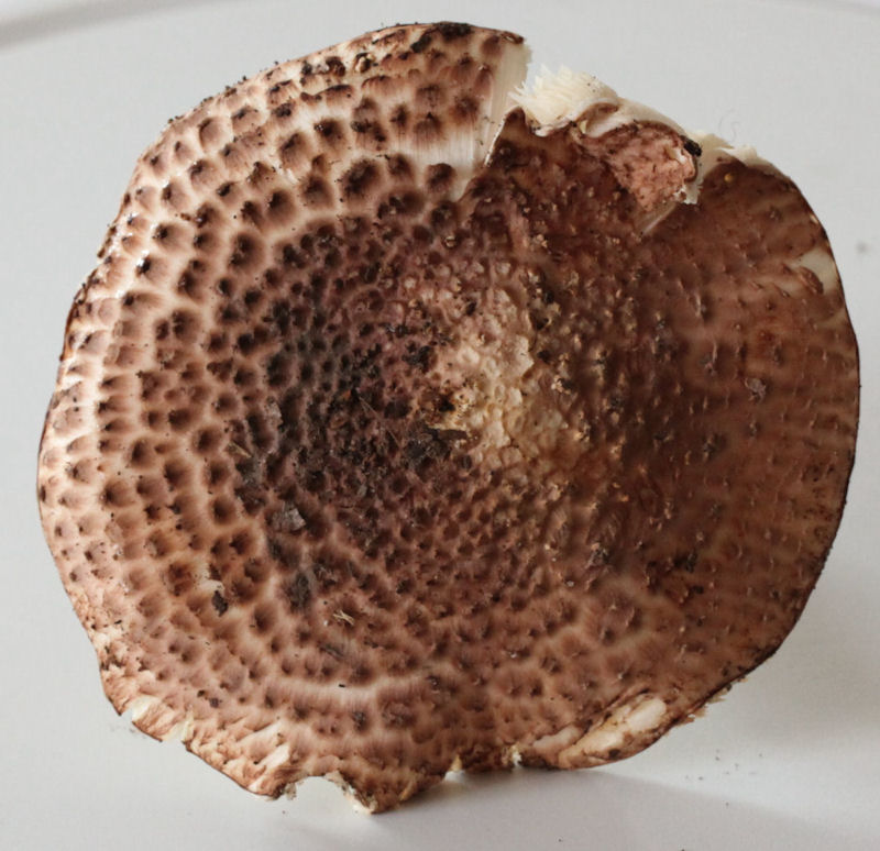 echinoderma aspera