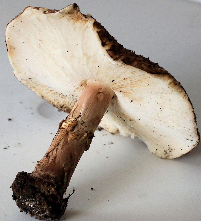echinoderma aspera