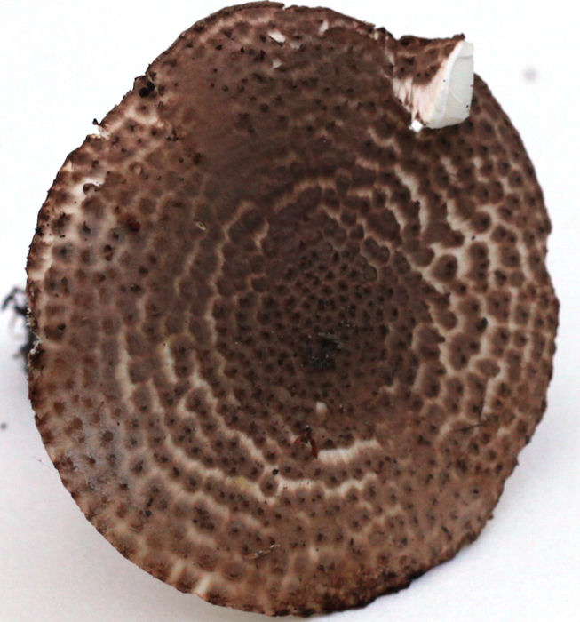 echinoderma asperum