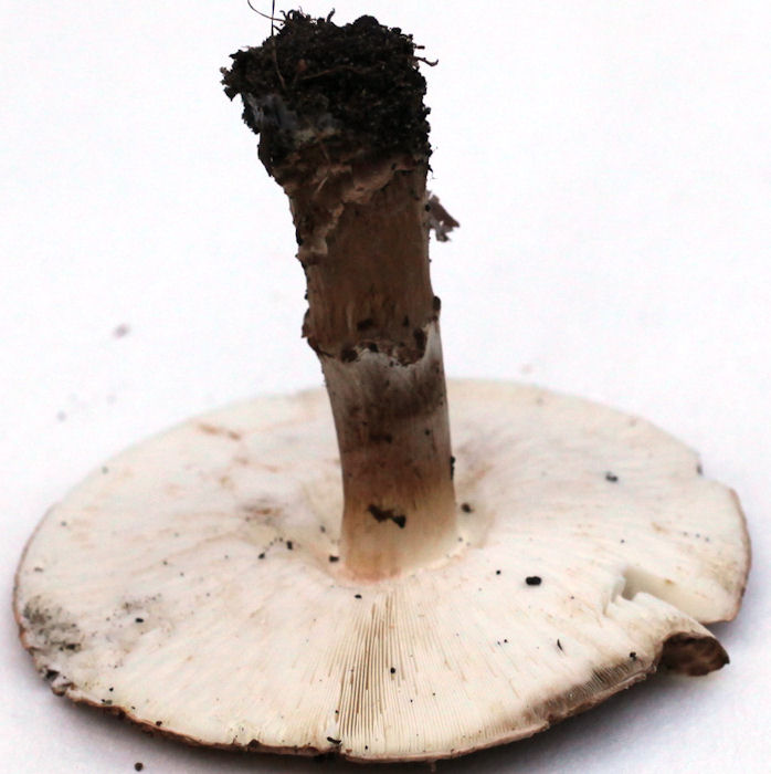 echinoderma asperum