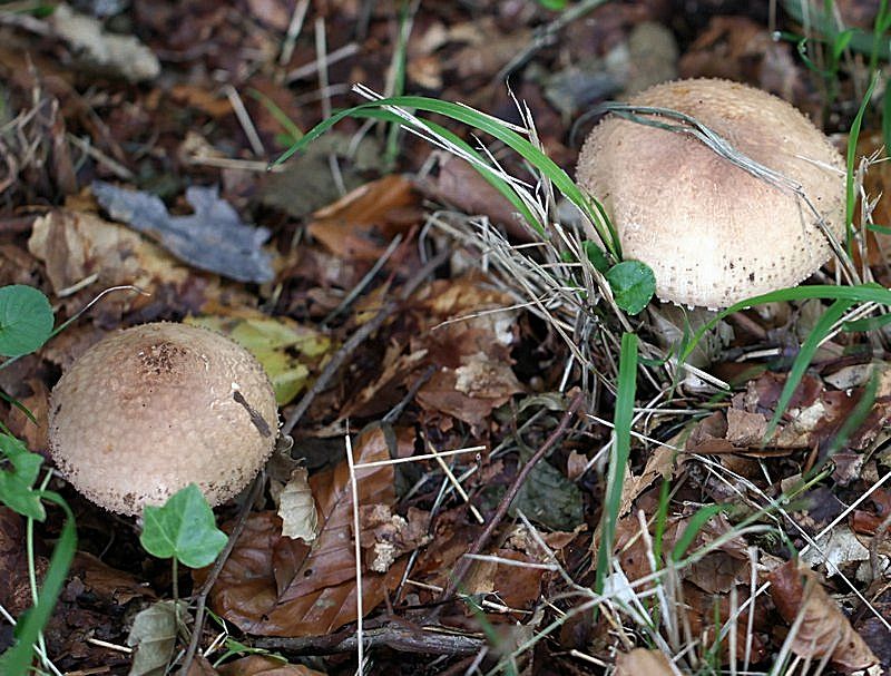 lepiota hystrix