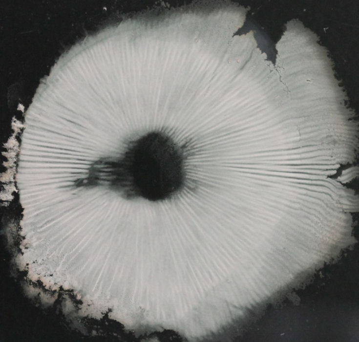 leucoagaricus leucothites