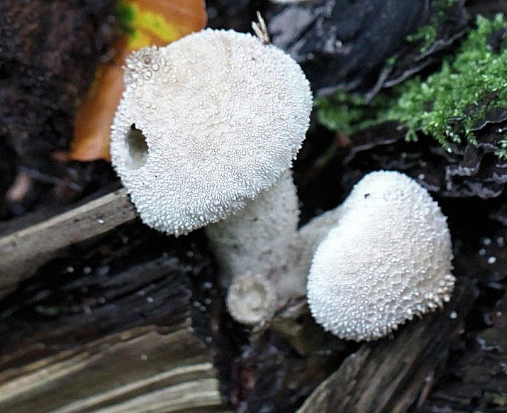 lycoperdon perlatum