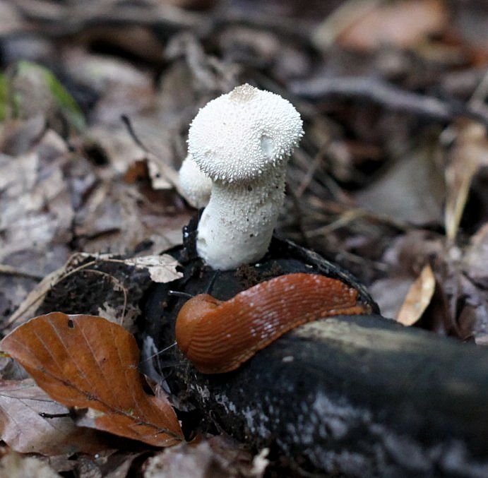 lycoperdon