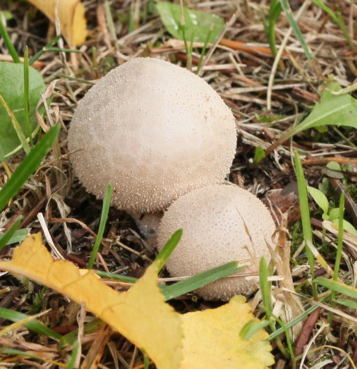 Lycoperdon perlatum