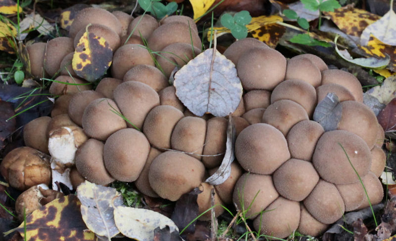 Lycoperdon pyriforme