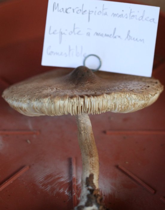 Macrolepiota mastoidea