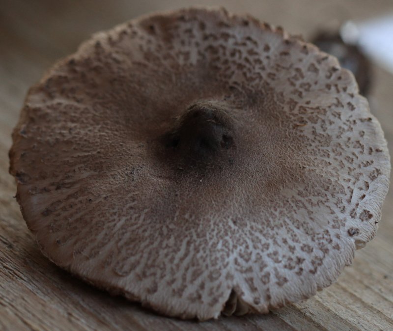 Macrolepiota mastoidea