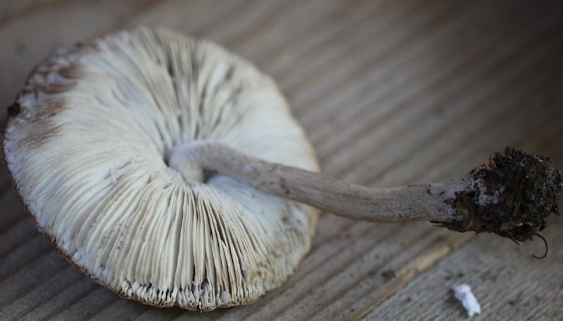 Macrolepiota mastoidea