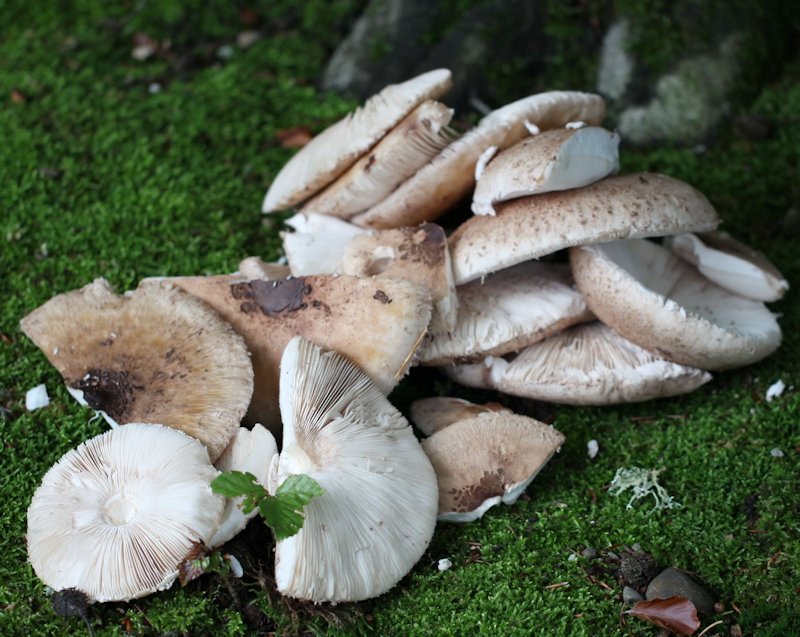 Macrolepiota procera