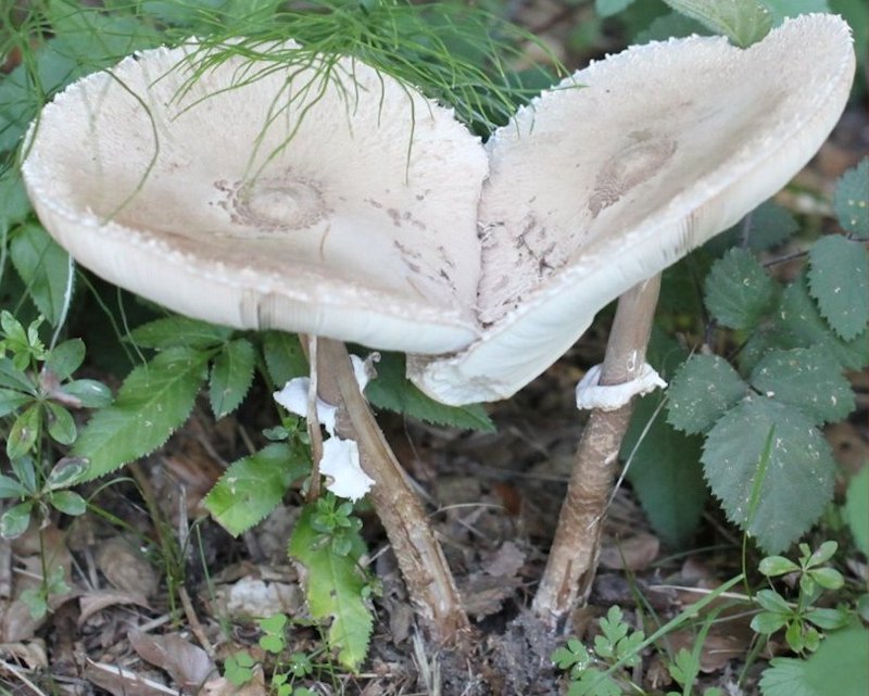 Macrolepiota procera