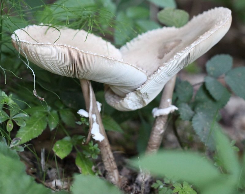 Macrolepiota procera