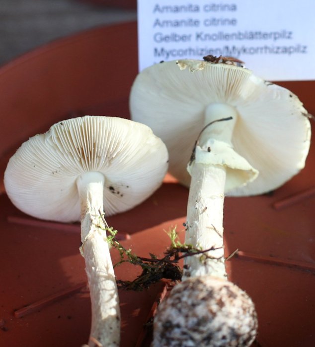 Amanita citrina