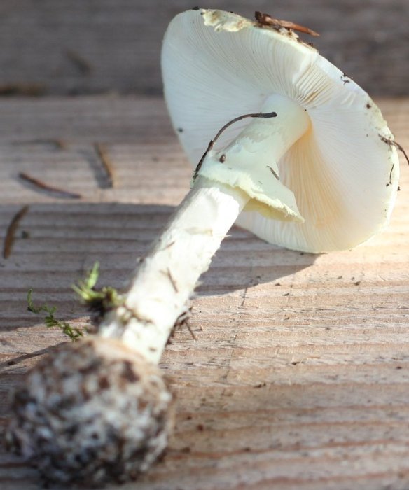 Amanita citrina