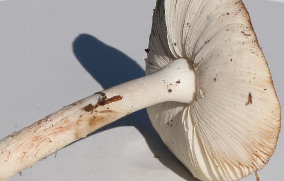 amanita citrina alba