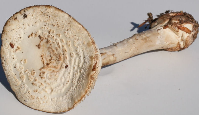 amanita citrina alba