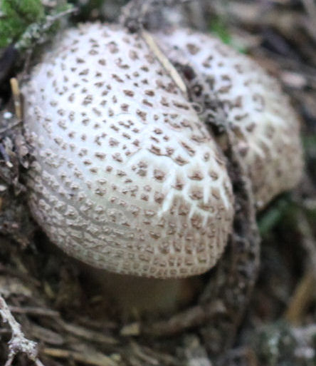 amanita excelsa