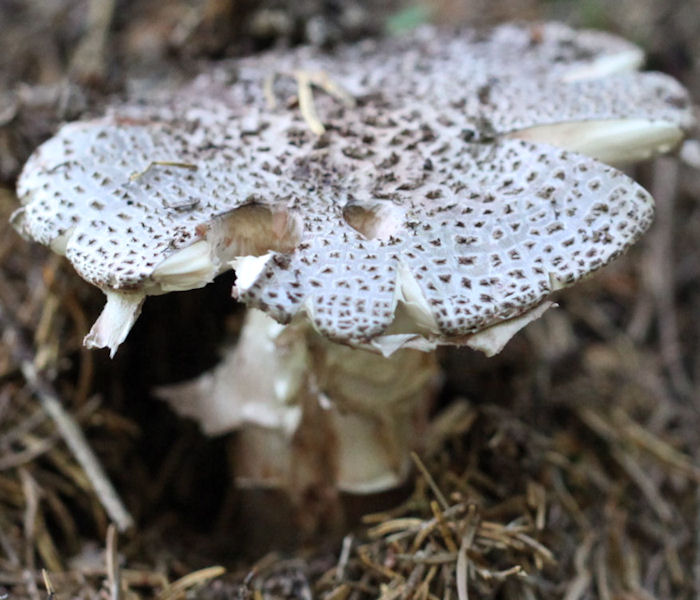 amanita excelsa
