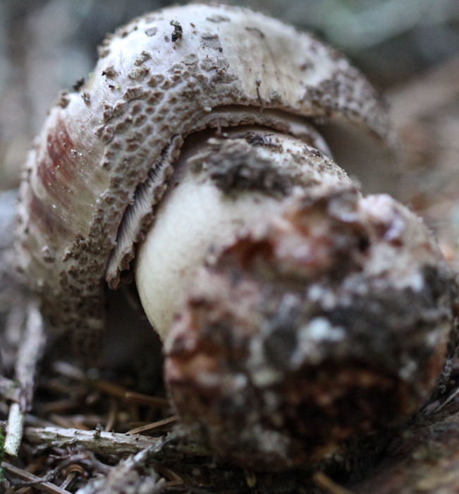 amanita excelsa