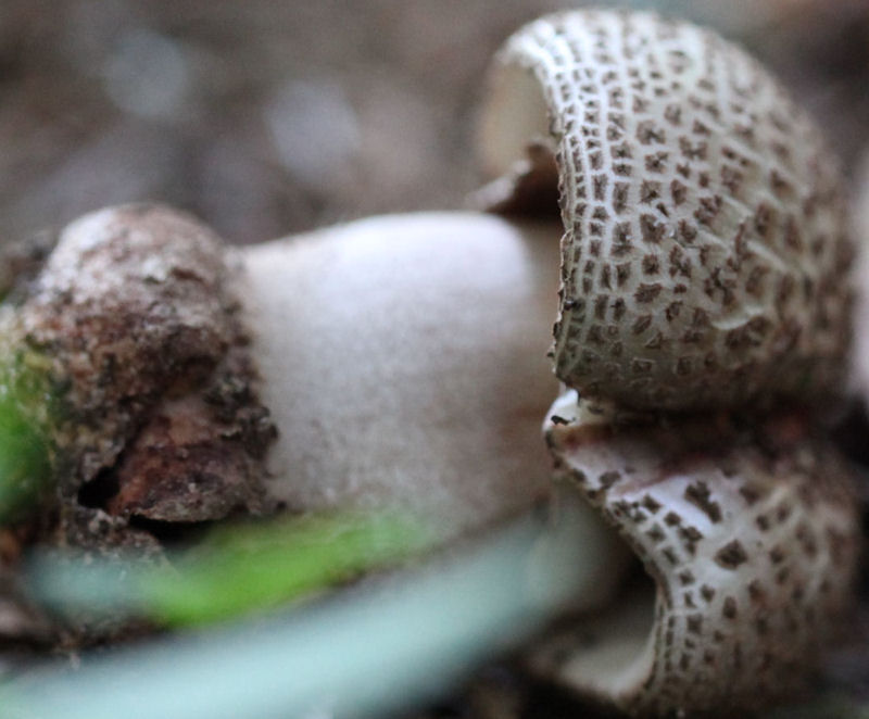 amanita excelsa