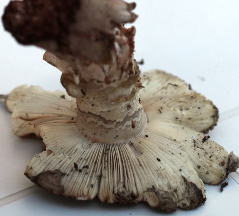 amanita excelsa