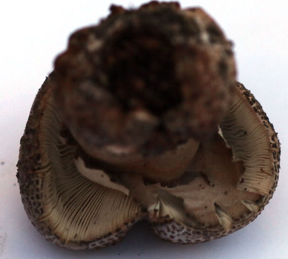 amanita excelsa
