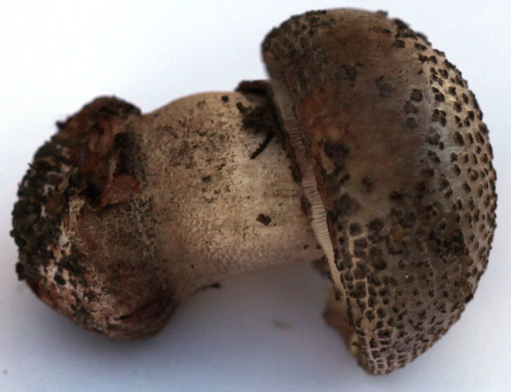 amanita excelsa