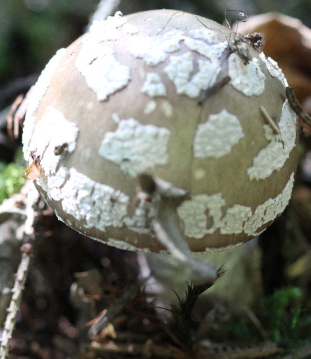 amanita excelsa spissa