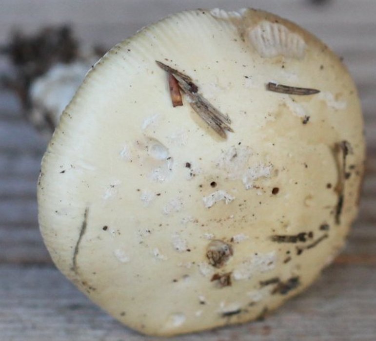 Amanita junquillea